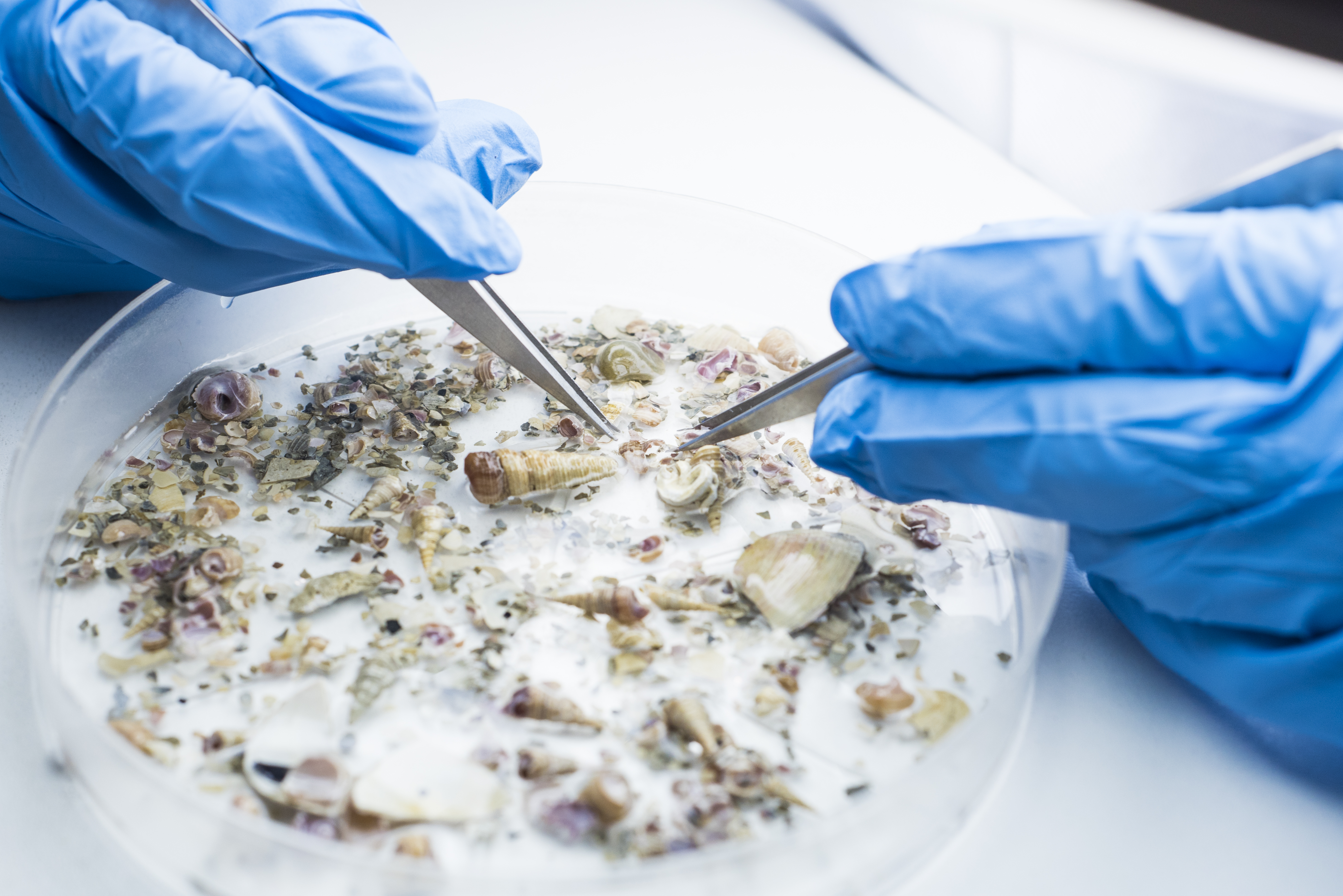 Blue-gloved hand with tweezers examining shells and other samples from the sea