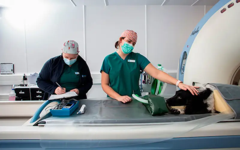 Scottish Vet Refferals 2