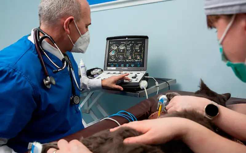 Scottish Vet Refferals 1